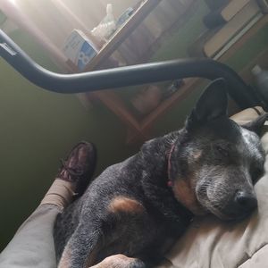 Meet your Posher, Harvey